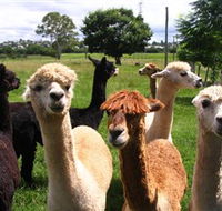 Banyandah Alpacas - Tourism Canberra
