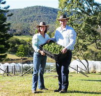 Hinterland Feijoas - Tourism Canberra