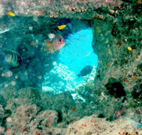 Michaelmas Cay Dive Site - Tourism Canberra
