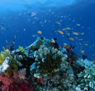 Southern Small Detached Reef Dive Site - Tourism Canberra