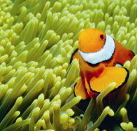 Thetford Reef Dive Site - Tourism Canberra