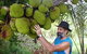 Cape Trib Exotic Fruit Farm - thumb 0