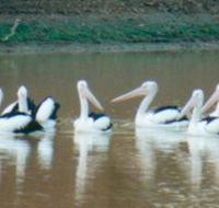 Pelican Point - Tourism Canberra