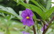 Alpha Native Flower Garden - thumb 0