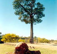 Robbers Tree - Tourism Canberra