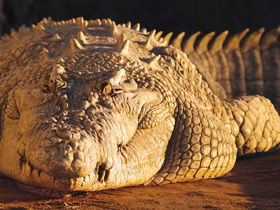 Koorana Crocodile Farm - Tourism Canberra 0