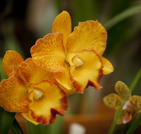 Queens Park - Orchid House - Tourism Canberra