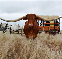 Texas Longhorn Wagon Tours and Safaris - Tourism Canberra