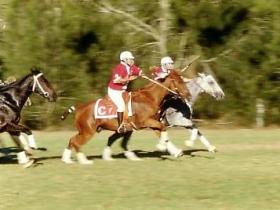 Greymare QLD Tourism Canberra