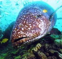 Lady Musgrave Island Dive Sites - Tourism Canberra