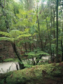 Fraser Island Great Walk - Tourism Canberra 0