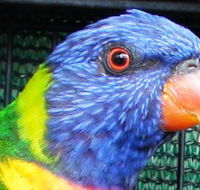 Fraser Coast Wildlife Sanctuary - Tourism Canberra