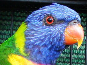 Fraser Coast Wildlife Sanctuary - Tourism Canberra 0