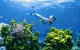 Wheeler Reef Dive Site - thumb 0