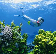 Wheeler Reef Dive Site - Tourism Canberra