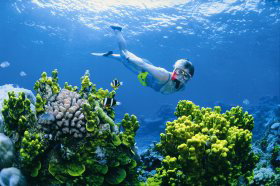 Wheeler Reef Dive Site - Tourism Canberra 0