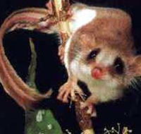 Carrowong Fauna Sanctuary - Tourism Canberra