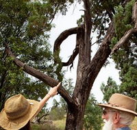 Charleville - Outback Native Timber Walk - Tourism Canberra