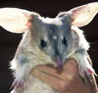Charleville - Bilby Experience - Tourism Canberra