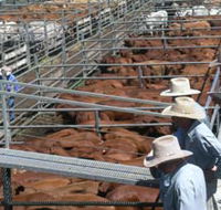 Dalrymple Sales Yards - Cattle Sales - Tourism Canberra