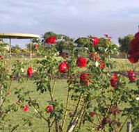 Elizabeth Park Rose Gardens - Tourism Canberra