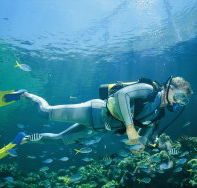 Manta Ray Bommie Dive Site - Tourism Canberra