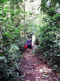 Malanda Falls Rainforest Walk, Malanda Falls Conservation Park - Tourism Canberra 0