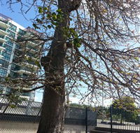 The Leichhardt Tree - Tourism Canberra