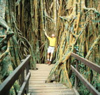 Curtain Fig Tree - Tourism Canberra