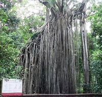 Curtain Fig National Park - Tourism Canberra