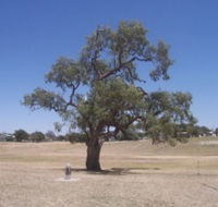 Historic Coolabah Tree - Tourism Canberra