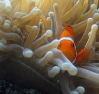 Flat Rock Dive Site - Tourism Canberra