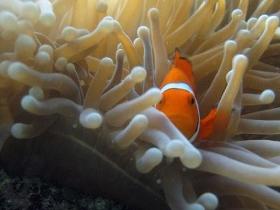 Flat Rock Dive Site - Tourism Canberra 0