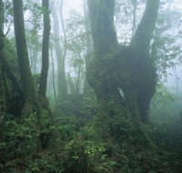 West Canungra Creek Circuit - Tourism Canberra