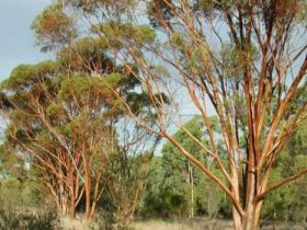 Southern Queensland Country QLD Tourism Canberra