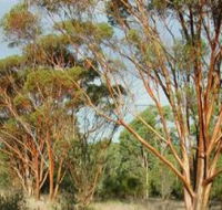 Myall Park Botanic Garden - Tourism Canberra