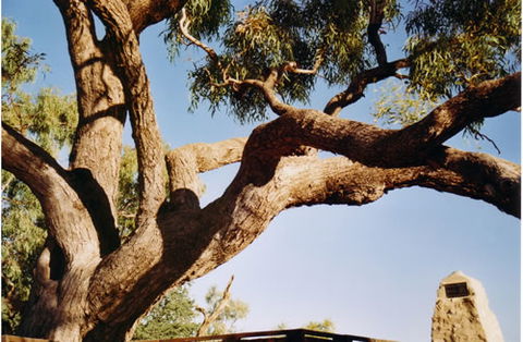 Burke And Wills Dig Tree - Tourism Canberra 1