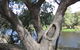 Burke And Wills Dig Tree - thumb 2