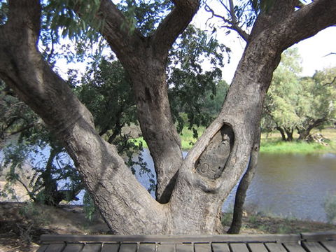 Burke And Wills Dig Tree - Tourism Canberra 2