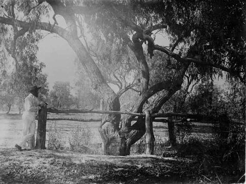 Burke And Wills Dig Tree - Tourism Canberra 4