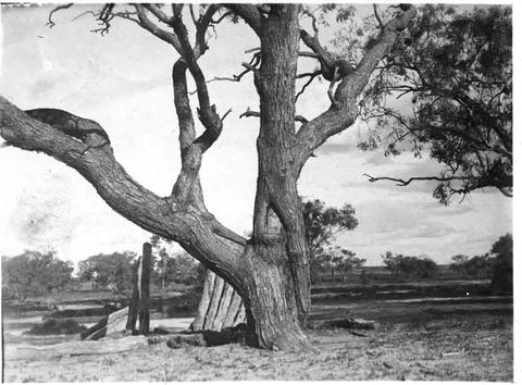 Burke And Wills Dig Tree - Tourism Canberra 5