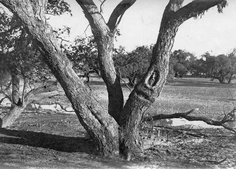Burke And Wills Dig Tree - Tourism Canberra 6