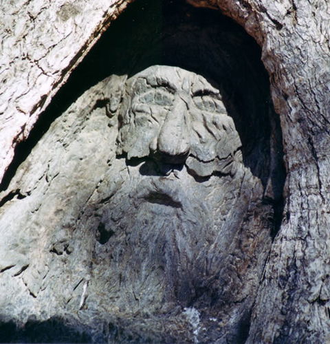 Burke And Wills Dig Tree - Tourism Canberra 7