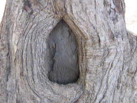 Burke And Wills Dig Tree - Tourism Canberra 10