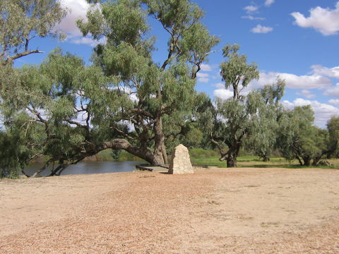Burke And Wills Dig Tree - Tourism Canberra 11