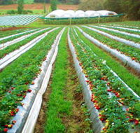 Kookaberry Strawberry Farm - Tourism Canberra