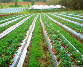 Kookaberry Strawberry Farm - Tourism Canberra 0