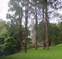 Mount Dandenong Arboretum - Tourism Canberra