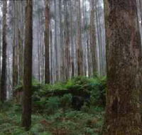 Kinglake National Park - Tourism Canberra
