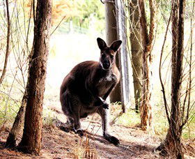 Great Ocean Road Wildlife Park - Tourism Canberra 0